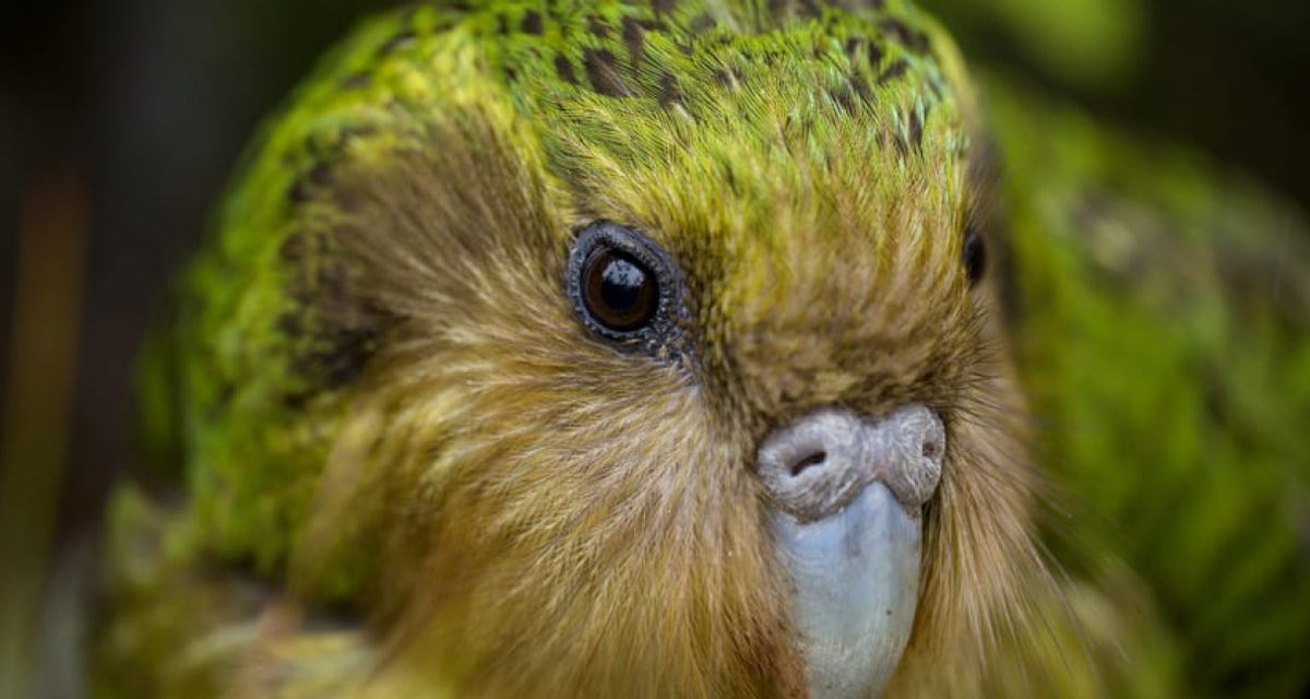 Численность какапо выросла до 325 особей