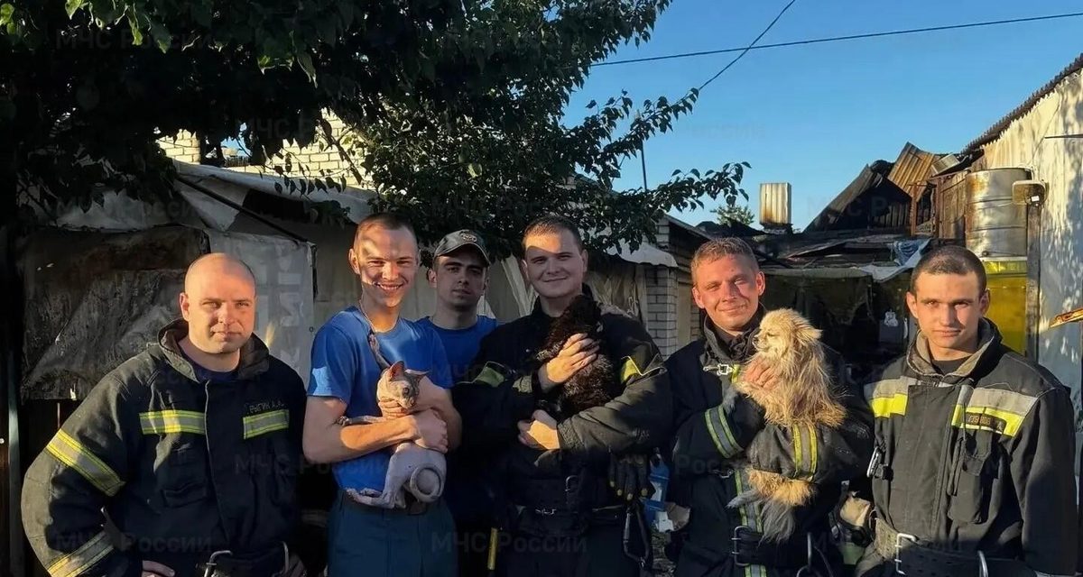 Пожарные спасли двух котов и собаку из горящего дома на улице Белинского