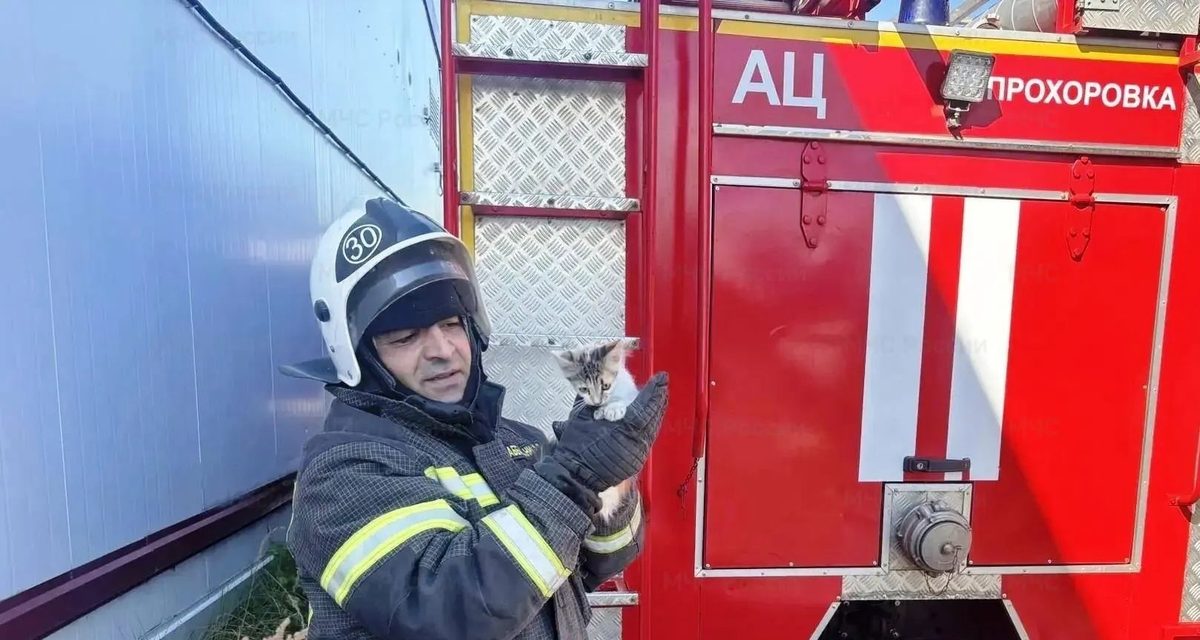 В Прохоровке пожарные достали котёнка из дымохода магазина