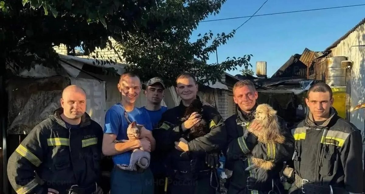 Спасатели показали фото кошек и собаки, которым помогли в беде